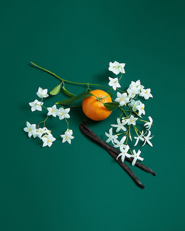 Sisterland - Green Jasmine 6