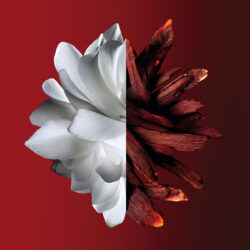 L'interdit Rouge 4